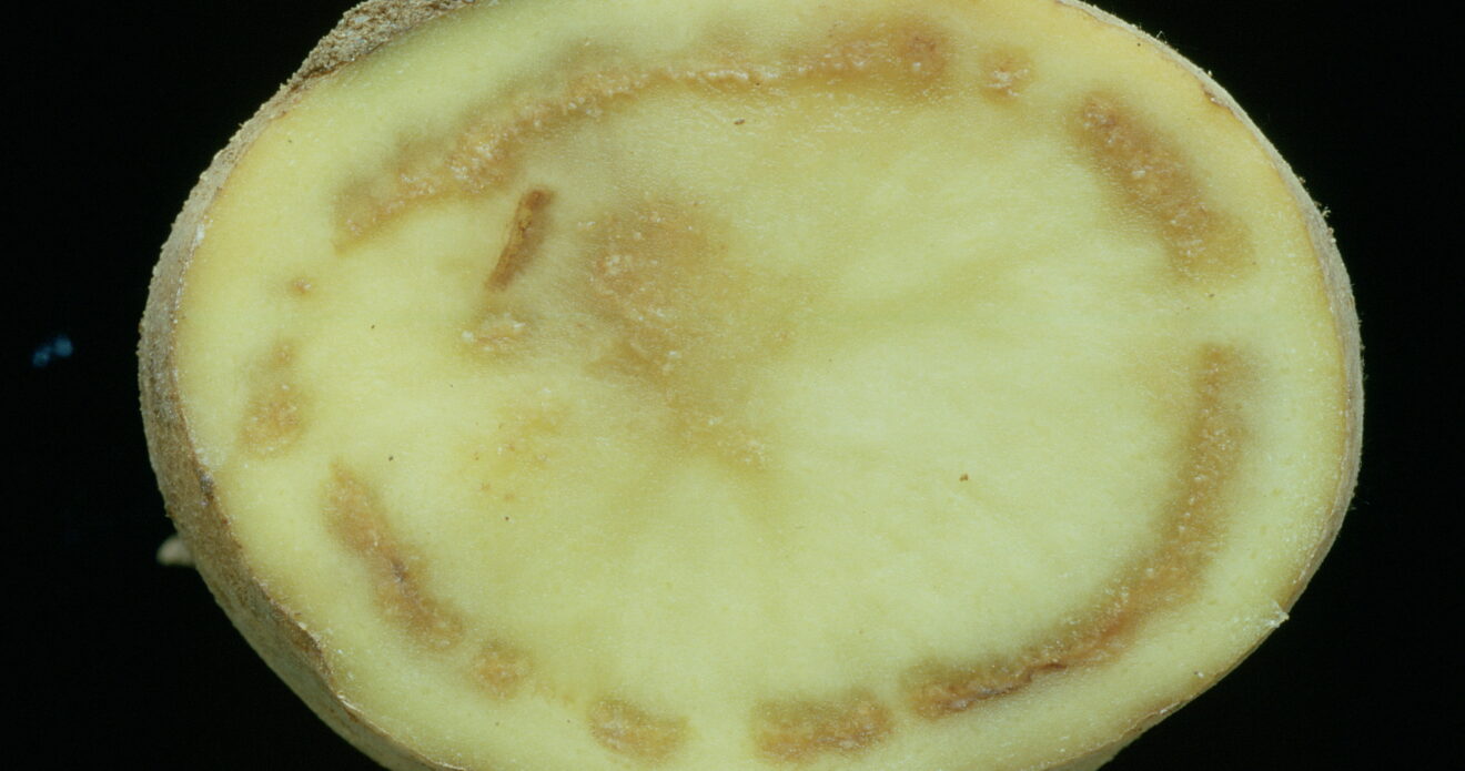 Enfermedad CAM553
