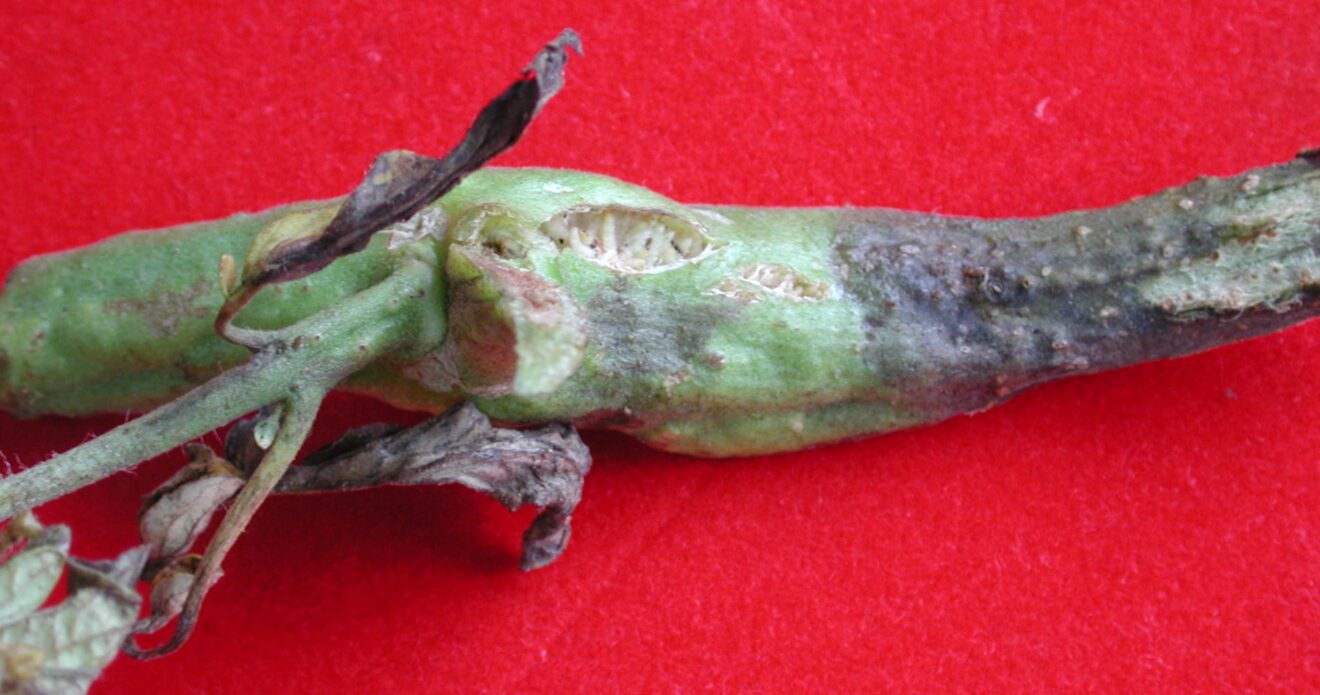 Enfermedad JLP2