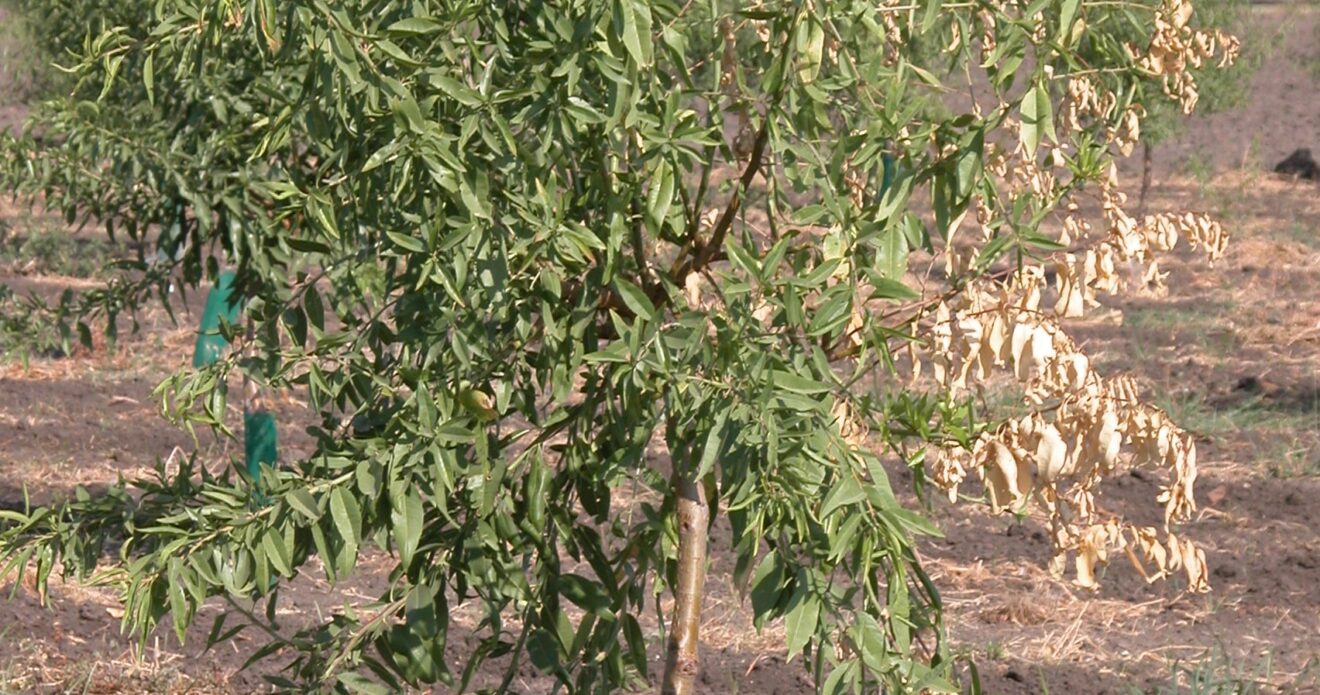 Enfermedad JPS10