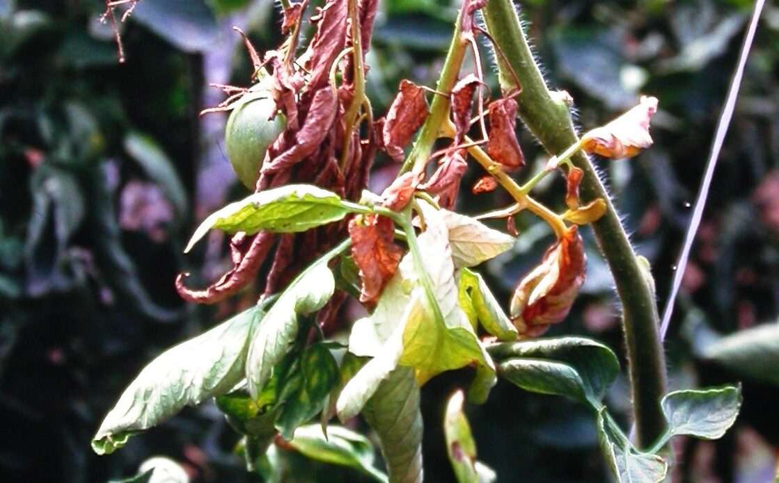 Enfermedad LAF64