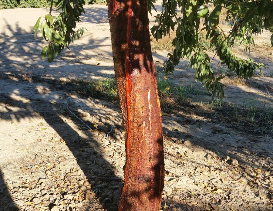 Enfermedad NCM1